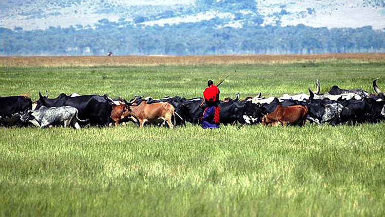 maasai-herd