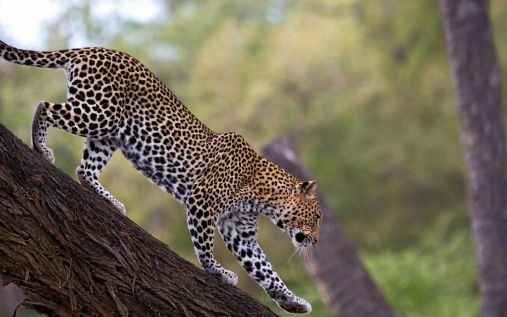 samburu wildlife