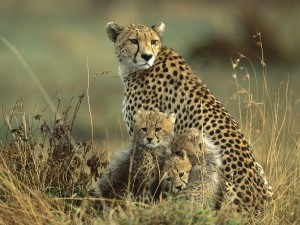 Cheetah Mother and Cubs