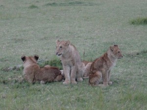 Big Cat Friends