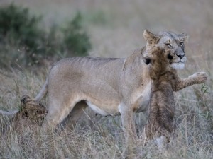 Carrying the Cub