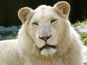 White Lion