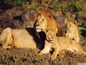 African Lions