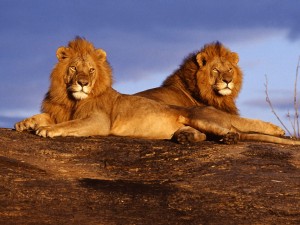 Lion Couple