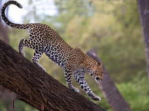 Cheetah Climbing Down Tree