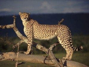 Female Cheetah on the lookout