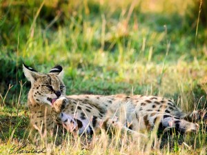 Serval Groom